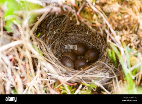 Meadow pipit eggs hi-res stock photography and images - Alamy