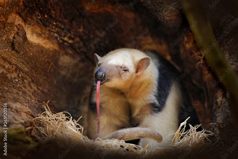 Fotografia do Stock: Long tongue. Southern Tamandua, Tamandua ...