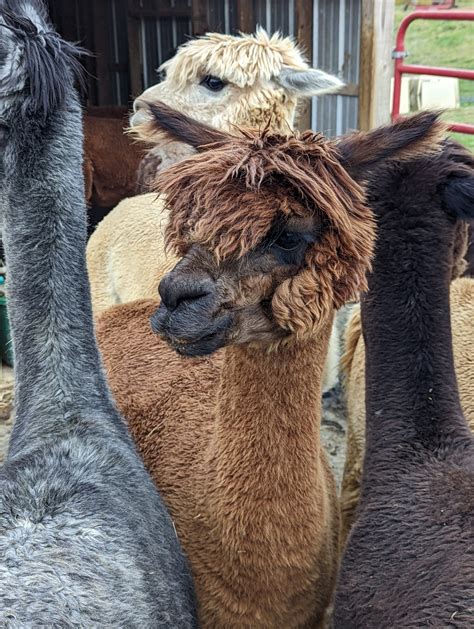 Alpaca Farm - The Trek