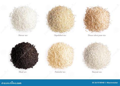 Rice Varieties Realistic Collection Vector Illustration | CartoonDealer ...