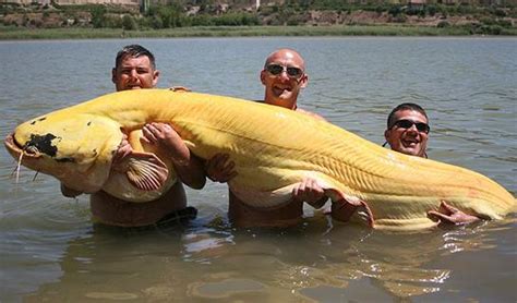 World Record Albino Catfish Pulled from the River Ebro in Spain