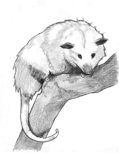 Possum Sketch at PaintingValley.com | Explore collection of Possum Sketch