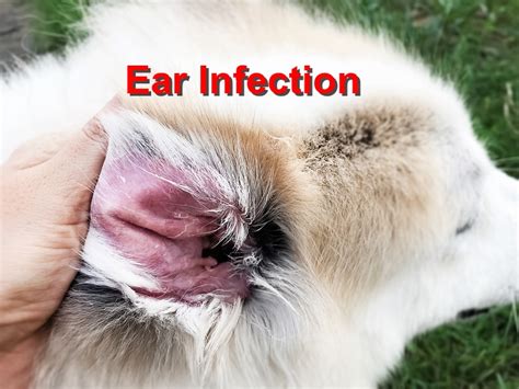 Otitis Externa In Dogs Dog Health Kennel Club | eduaspirant.com