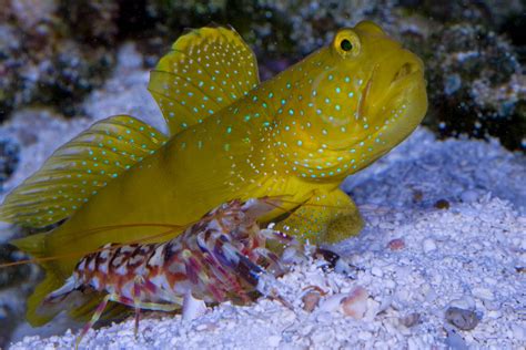 Symbiotic Relationships in the Natural Environment: The Goby and Pistol ...