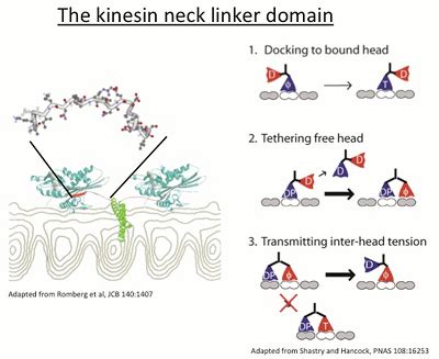 Kinesin