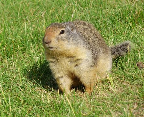 Marmots flaviventris Animals | Amazing Facts & New Pictures | The Wildlife