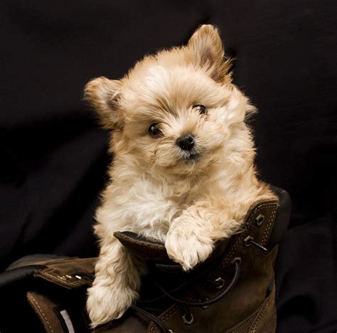 Toy Poodle Pomeranian Mix Puppies | Wow Blog