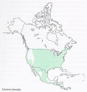 Lasiurus borealis range map; Eastern Red Bat