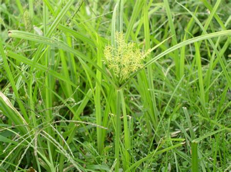 How to Identify Nutsedge | Lawn Care 101