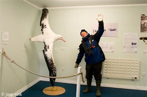 Comparing the wingspan of the Wandering Albatross, which exceeds 3 ...