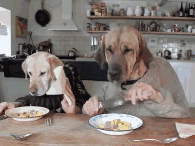 Dog Human Eating GIF - Find & Share on GIPHY