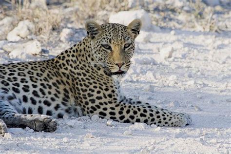 Etosha National Park - One of the most popular wildlife reserves on earth