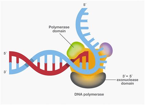 DNA Polymerase—Four Key Characteristics for PCR | Thermo Fisher ...