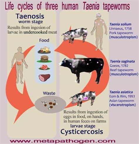 TENIASIS (Human Tapeworm Infection) | Pashudhan praharee