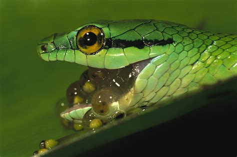 Parrot Snake Eating Tree Frog Eggs Photograph by Christian Ziegler - Pixels