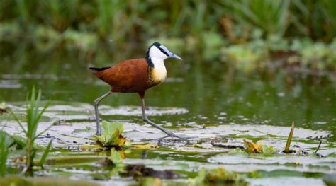 Birding in Uganda - Uganda Birding Safaris | Uganda Tours