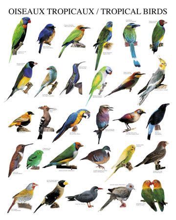 Pin on Tropical Minimalism | Tropical birds, Bird poster, Bird prints