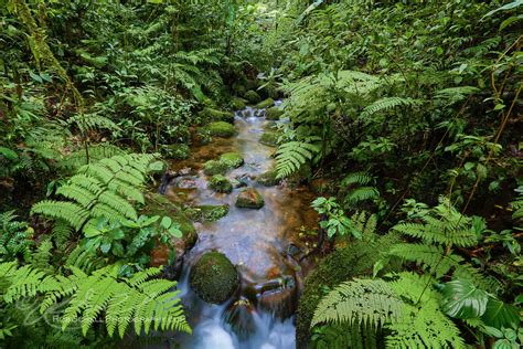 Glass Frog Habitat | Glass Frog Stream Habitat in Santa Elen… | Flickr ...