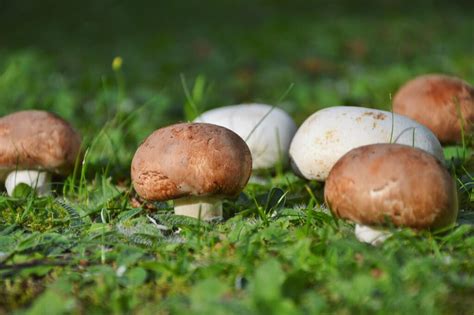 Agaricus Blazei seché bio – Compagnie du Champignon Sylvestre