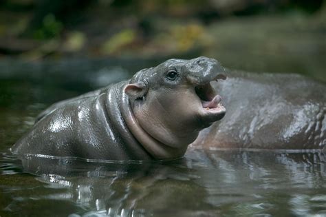 Unlike their chubby sociopath cousins, wild pygmy hippos are shy and ...