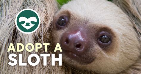 Adopt a Sloth ️ The Sloth Conservation Foundation