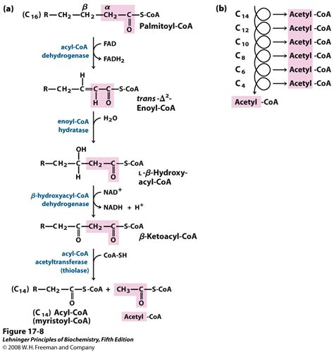 Beta Oxidation Pathway