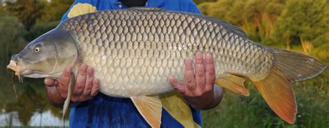 Common carp images - fishing France | Etang de Azat-Chatenet