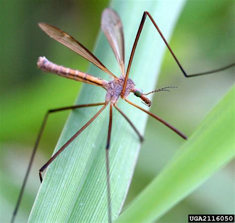 crane flies (Genus Tipula)