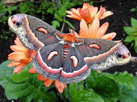 12 Pictures That Will Change the Way You Look At Moths