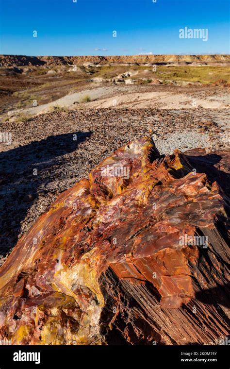 Beautiful petrified wood of the Rainbow Forest along the Giant Logs ...