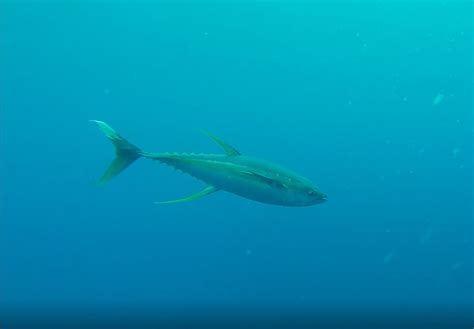 Let’s Talk Tuna - Eating Responsibly Without Harming Our Ocean Friends ...