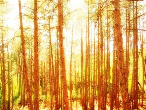 Sunny forest Free Photo Download | FreeImages