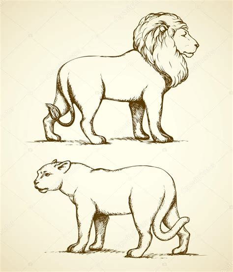 Lion And Lioness Drawing