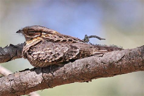 European Nightjar 4 – BirdLife eThekwini KZN