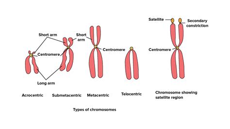 What Are Chromosomes Worksheet - Printable Online