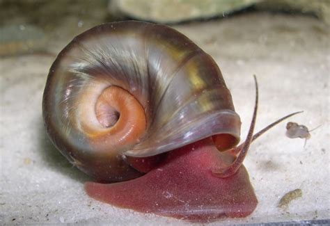 4 Aquatic Snails Species for Your Freshwater Aquarium | PetHelpful