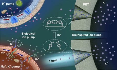 From biological ion pump to bioinspired ion pump. The diagram at the ...