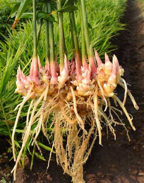 Growing Ginger From Root - How to Grow Ginger Root