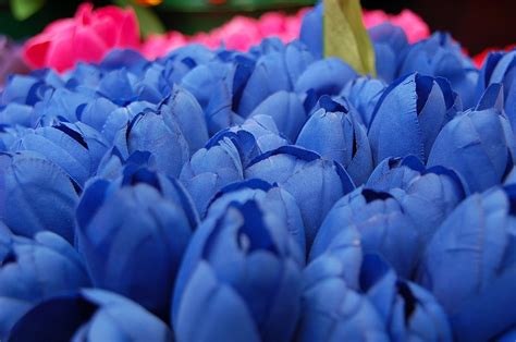 Free blue tulips Stock Photo - FreeImages.com