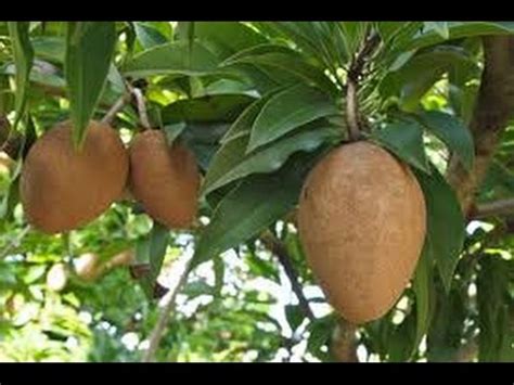 Growing Sapodilla, aka Xa Po Che, Chico Sapote in Arizona - YouTube