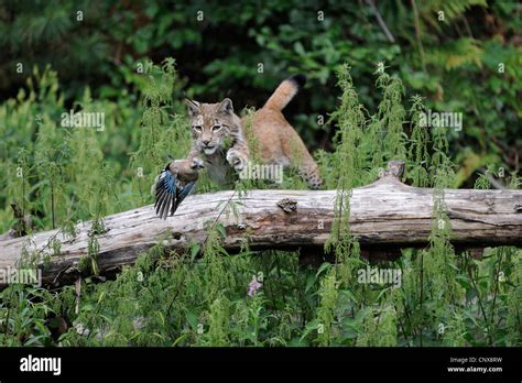 Eurasian lynx (Lynx lynx), hunting a jay, Germany Stock Photo - Alamy