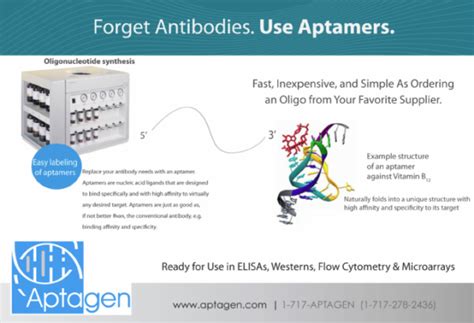 » What Are Aptamers?