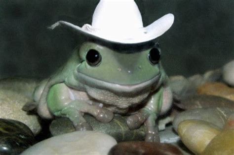 64 Photos Of Animals Wearing Hats | Pet frogs, Cute frogs, Cute animals