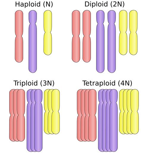 Polyploidi – Fråga en Biolog