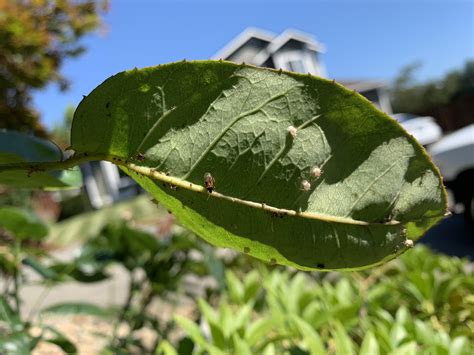 Tiny white bugs eating our roses! Does anyone know what these are and ...