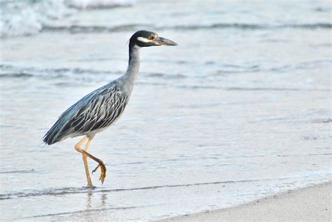 Yellow-Crowned Night Heron