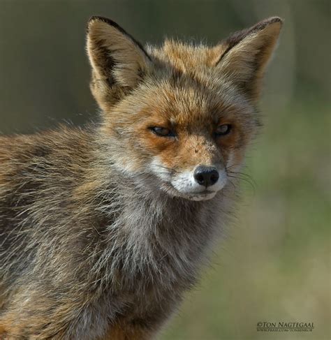 Vos - Fox - Vulpes vulpes photo - Ton, Ben & Rob Nagtegaal photos at ...