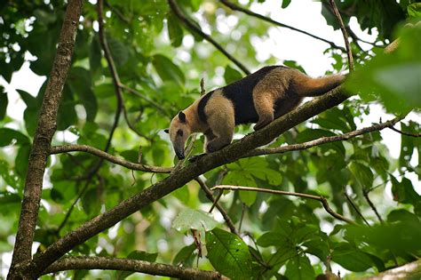 Northern Tamandua | Sean Crane Photography