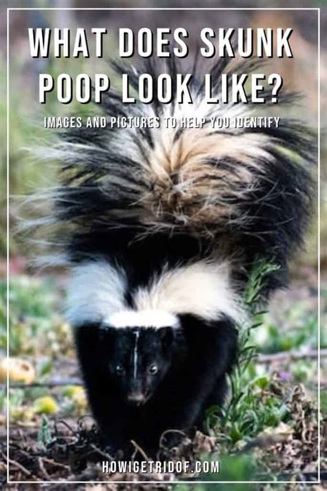 What Does Skunk Poop Look Like? Images and Pictures to Help You ...