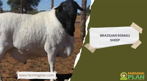 Brazilian Somali Sheep: How To Start A Successful - Farming Plan